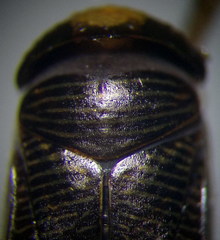 Hesperocorixa linnaei