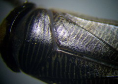 Hesperocorixa linnaei