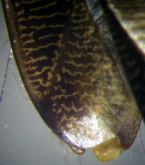 Hesperocorixa linnaei