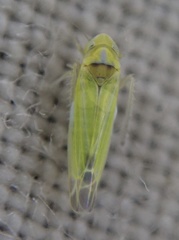 Lindbergina aurovittata