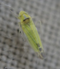 Lindbergina aurovittata
