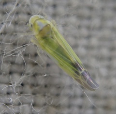 Lindbergina aurovittata