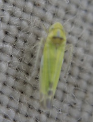 Lindbergina aurovittata