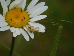 Uraarachne runcinioides