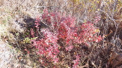 Vaccinium myrtilloides image