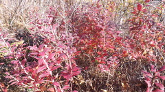 Vaccinium myrtilloides image