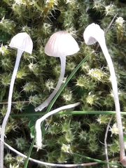 Mycena cinerella
