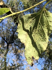 Puccinia helianthi