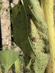 Puccinia helianthi