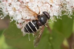 Sericomyia woodi