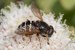 Sericomyia woodi