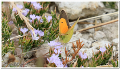 Colias electo electo