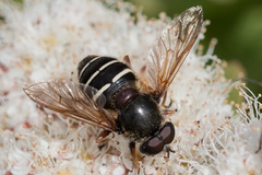 Sericomyia woodi