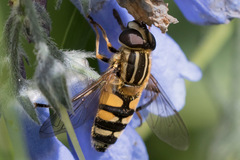 Helophilus neoaffinis
