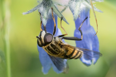 Helophilus neoaffinis