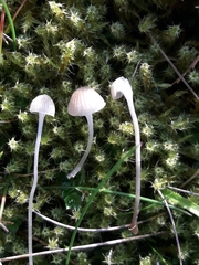 Mycena cinerella