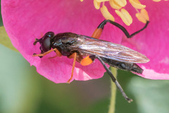 Chalcosyrphus vecors