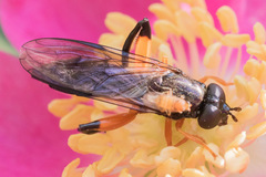 Chalcosyrphus vecors