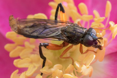 Chalcosyrphus vecors