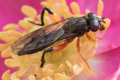 Chalcosyrphus vecors