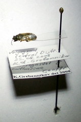 Heterogaster cathariae