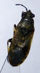 Heterogaster cathariae