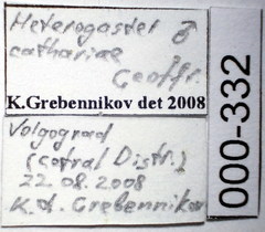 Heterogaster cathariae