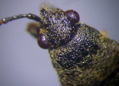 Heterogaster cathariae