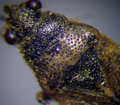 Heterogaster cathariae