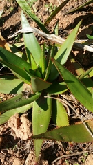 Aloe capitata
