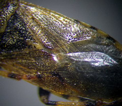 Heterogaster cathariae