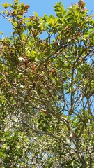Vaccinium madagascariense