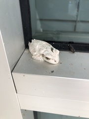 Osteopilus septentrionalis