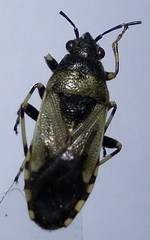 Heterogaster cathariae