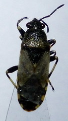 Heterogaster cathariae