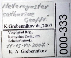 Heterogaster cathariae