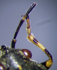 Heterogaster cathariae