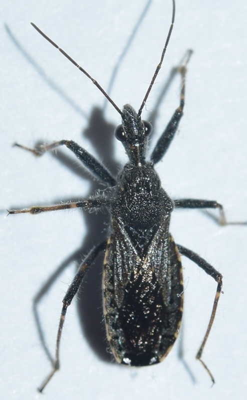 Coranus niger