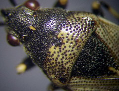 Heterogaster cathariae