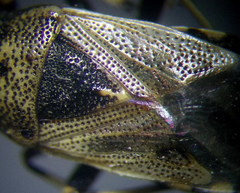 Heterogaster cathariae