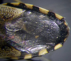 Heterogaster cathariae