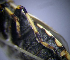 Heterogaster cathariae