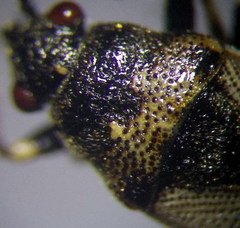 Heterogaster cathariae