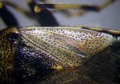 Heterogaster cathariae