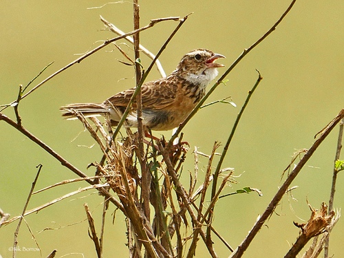 iNaturalist image