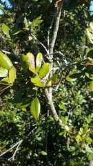 Pterophylla bojeriana image