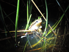Litoria adelaidensis