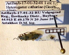 Heterogaster cathariae