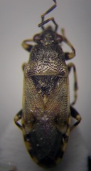 Heterogaster cathariae