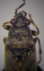 Heterogaster cathariae